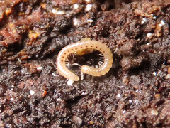 Proteroiulus fuscus
