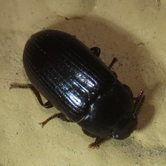 Alphitobius diaperinus