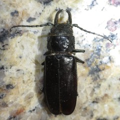 Nothopleurus lobigenis