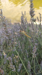 Sympetrum fonscolombii