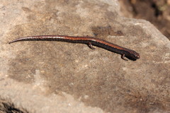 Mcdiarmid Thorius photo 1