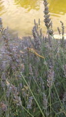 Sympetrum fonscolombii