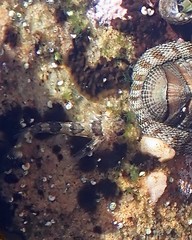 Lepidoblennius haplodactylus