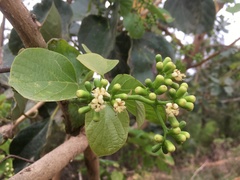 Cordia myxa image