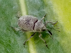 Ceutorhynchus turbatus