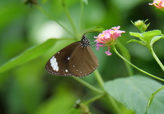 Euploea tulliolus