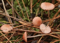 Mycena rosella