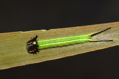 Elymnias hypermnestra