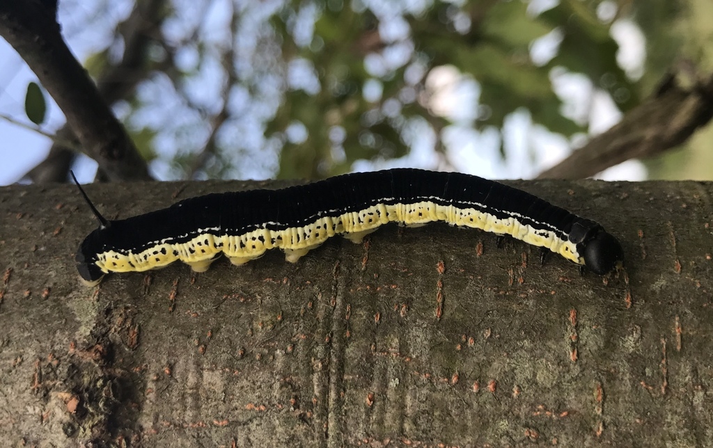 Catalpa Hornworm