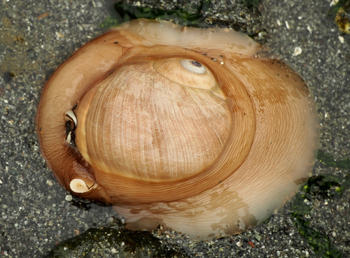 Lewis's Moon Snail