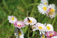 Nomada
