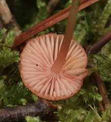 Mycena rosella