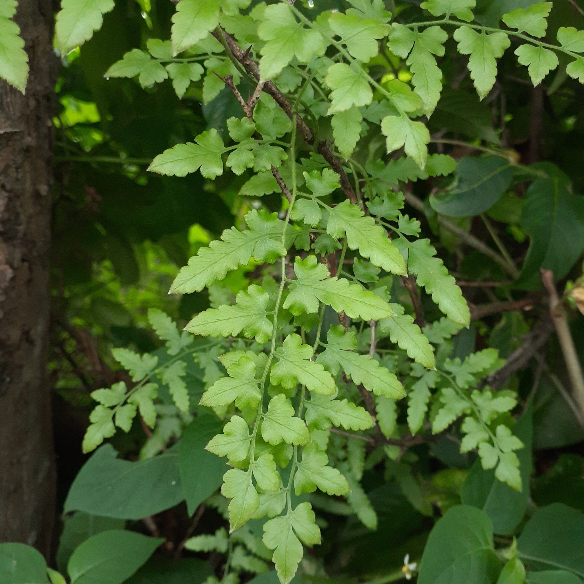 Lygodium venustum