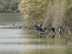 Phalacrocorax carbo