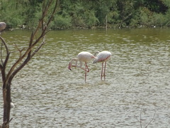 Phoenicopterus roseus