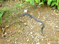 Uropeltis macrolepis