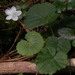 Rubus dalibarda - Photo (c) Kerry Woods, alguns direitos reservados (CC BY-NC-ND)