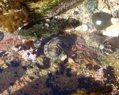 Lepidoblennius haplodactylus