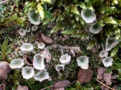 Cladonia pocillum