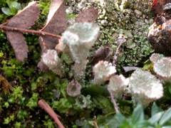 Cladonia pocillum