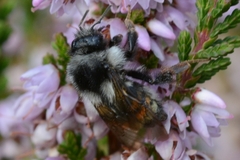 Bombus vancouverensis vancouverensis