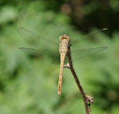 Sympetrum arenicolor