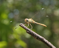 Sympetrum arenicolor