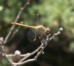 Sympetrum arenicolor