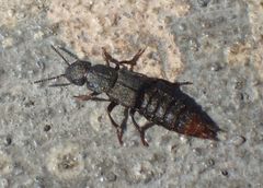 Platydracus tarsalis