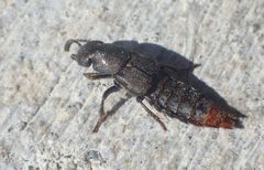 Platydracus tarsalis