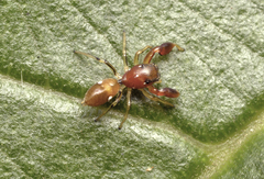 Marengo batheryensis