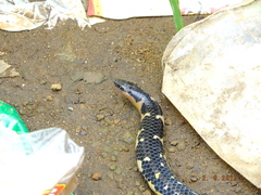 Uropeltis macrolepis