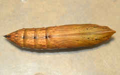 Theretra silhetensis