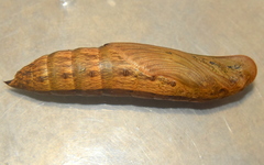 Theretra silhetensis