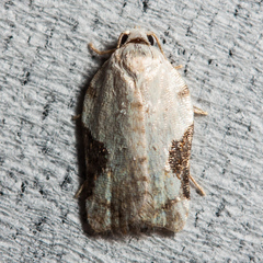 Acleris subnivana