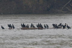 Phalacrocorax carbo