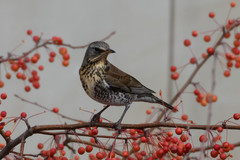 Turdus pilaris