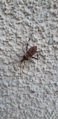 Leptoglossus occidentalis