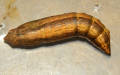 Theretra silhetensis