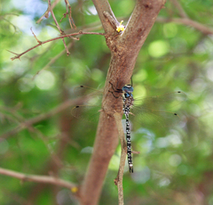 Caliaeschna microstigma