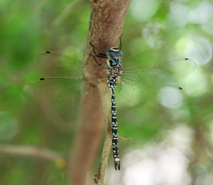 Caliaeschna microstigma