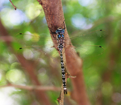 Caliaeschna microstigma