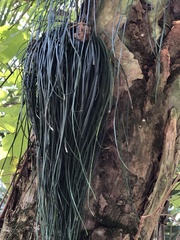 Vittaria lineata image