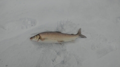 Coregonus clupeaformis