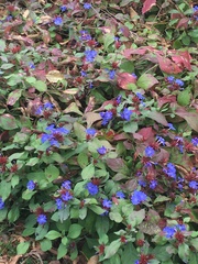Ceratostigma