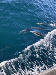 Delphinus