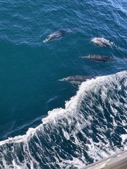 Delphinus