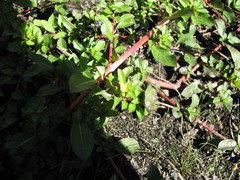 Ludwigia sphaerocarpa