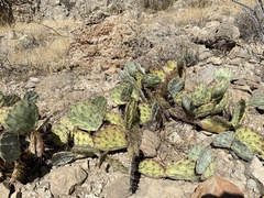 Opuntia dulcis