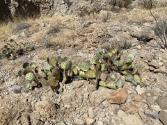 Opuntia dulcis